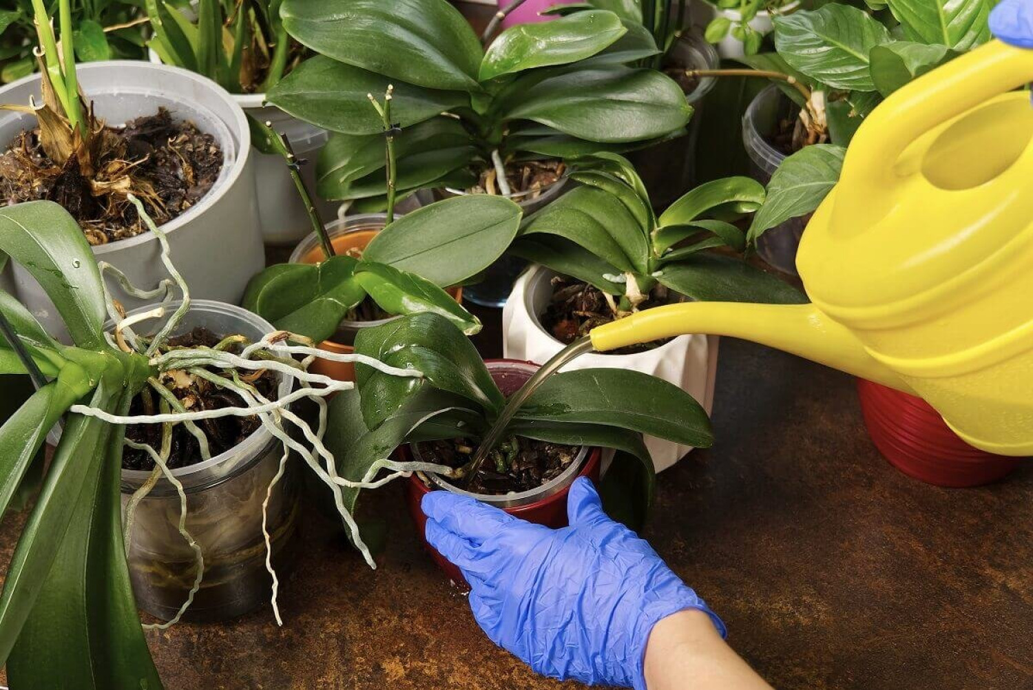 Orchidea-szakértők szerint EZT sose tedd a növényeiddel, mert „megöli” őket