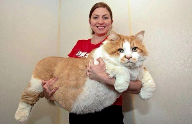 Gigantikus méretű macskák, akik már nem pici házikedvencek...