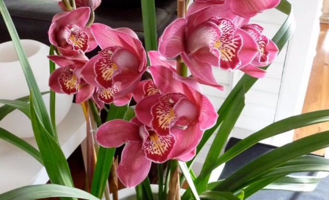 Így gondozd az orchideádat ősszel és télen