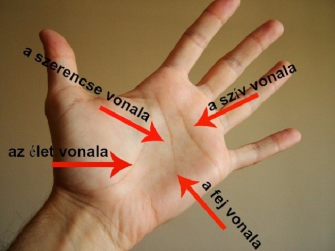 A sorsod ott van a tenyeredben! A négy alapvonalad sok mindent elárul!