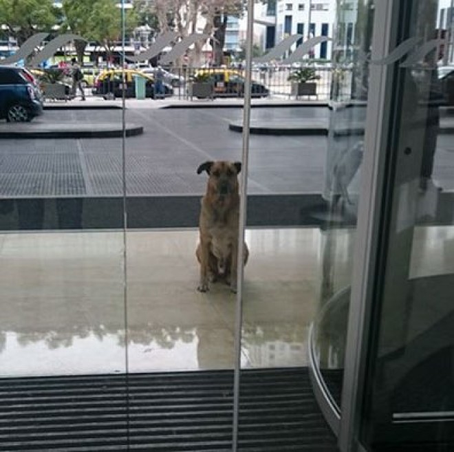 A hűséges kutyus 6 hónapon keresztül várt az utaskísérő hölgyre egy hotel előtt
