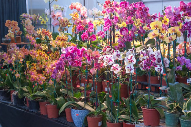 Az orchidea igazi túlélő! Csak érteni kell hozzá!