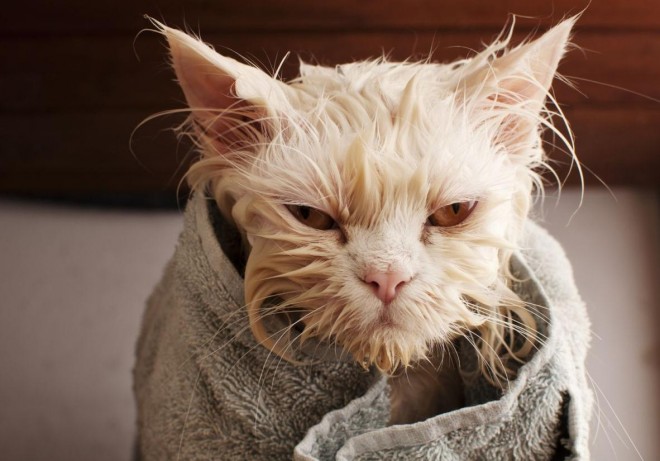 A cicák és a fürdés, avagy bűntudat keltés mesterfokon