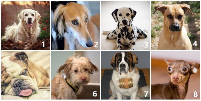 A 8 kutyából melyiket vinnéd haza legszívesebben? Sokat elárul rólad!