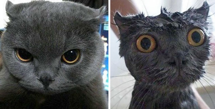 Nevess egyet te is és nézd meg ezeket a képeket, amik cicákról készültek fürdés után!