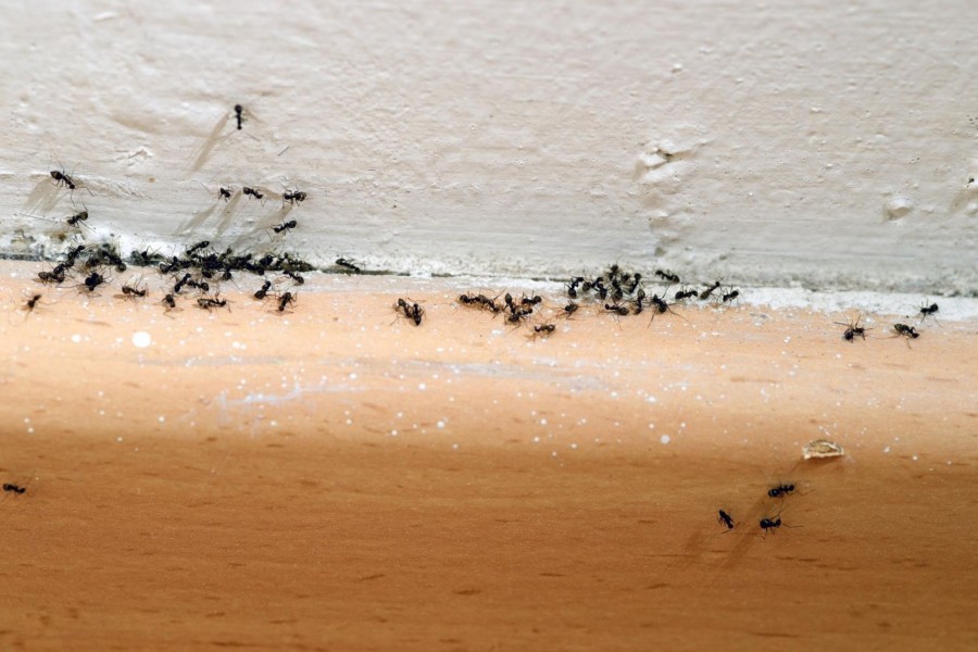 5 LEGHATÉKONYABB MÓDSZER, hogy eltüntesd a hangyákat