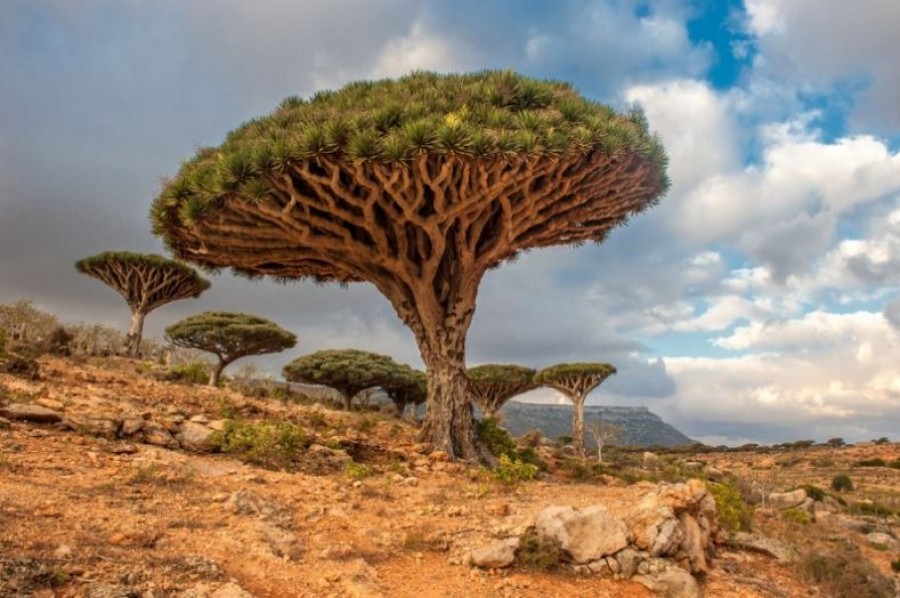 8 fa, ami bebizonyítja, hogy a természet csodákra képes