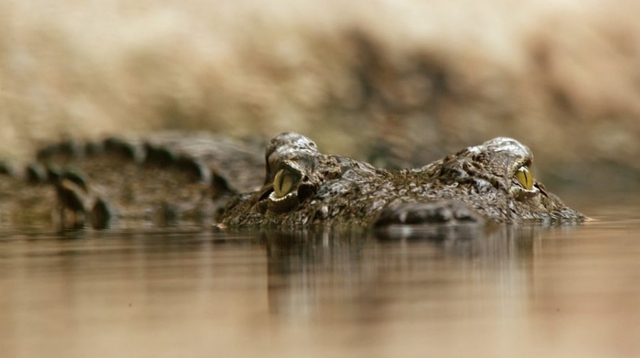 Krokodilt videóztak egy folyóban Galgóc közelében